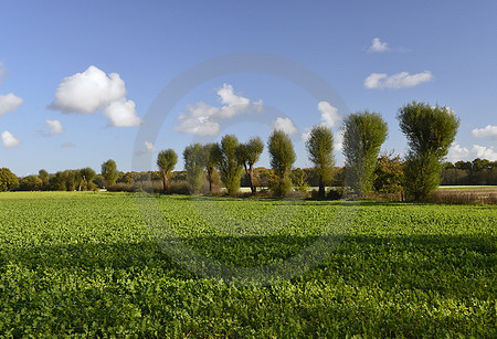 Baumallee in Versen