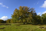 Eichen im Borkener Paradies