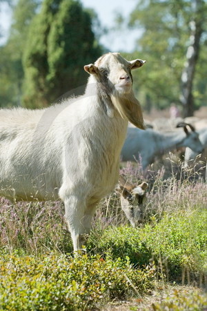 Ziegenbock in der Heide