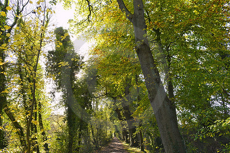 Herbstlicher Wanderweg