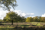 Eichen im Borkener Paradies