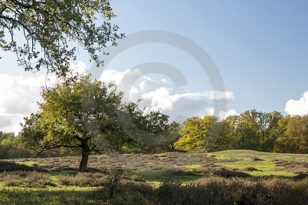 Eichen im Borkener Paradies