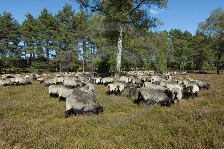 Heidschnuckenherde