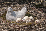 Huhn mit Eiern im Nest