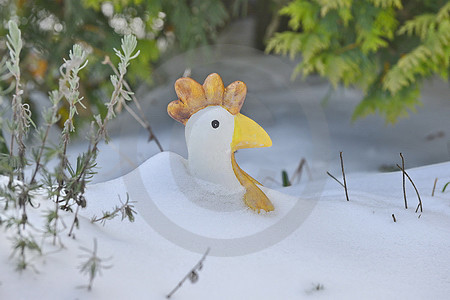 "Schnee-Huhn"