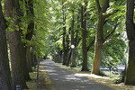 Winterlinden-Allee in Osnabrück