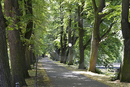 Winterlinden-Allee in Osnabrück
