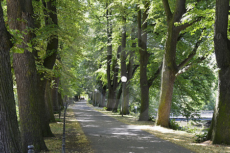 Winterlinden-Allee in Osnabrück