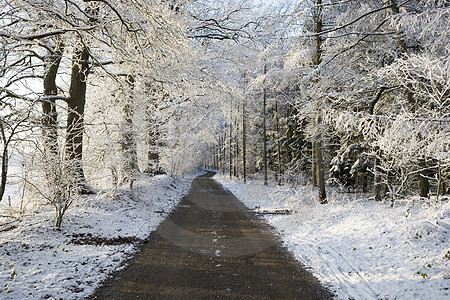 Winterwald