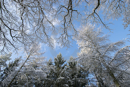 Winterwald