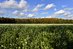 Herbstlandschaft bei Dörgen