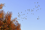 Wildgänse am blauen Himmel