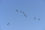 Wildgänse am blauen Himmel