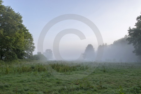 Morgennebel