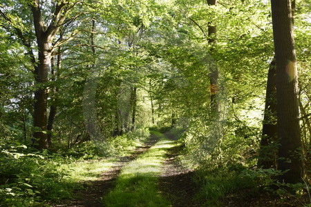 Waldweg