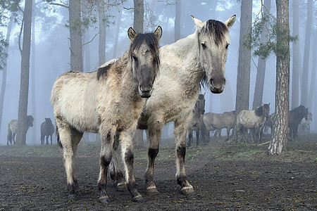 Zwei Dülmener Wildpferde am Waldrand