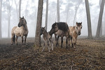 Dülmener Wildpferde mit Fohlen im Wald