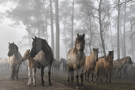 Neugierige Dülmener Wildpferde mit Fohlen