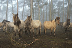 Dülmener Wildpferde stehen im Wald