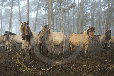 Dülmener Wildpferde stehen im Wald