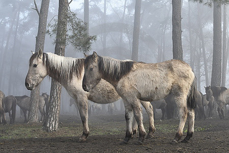 Zwei Dülmener Wildpferde am Waldrand