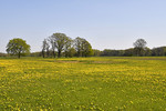 Landschaft mit Löwenzahnwiese