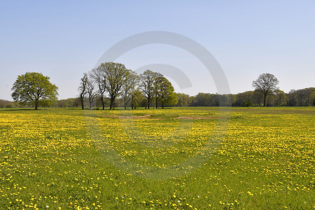 Landschaft mit Löwenzahnwiese