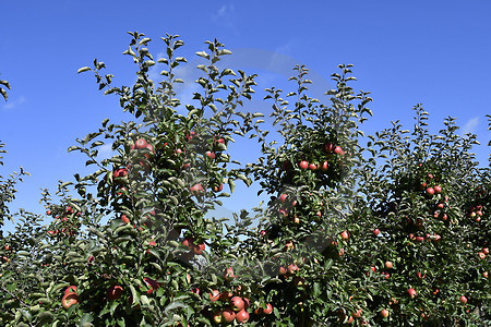 Spalierobst Apfelsorte Braeburn