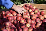 Geerntete rote Äpfel Sorte Braeburn