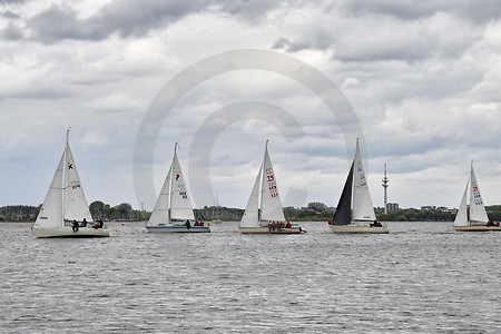 Segelregatta auf der Elbe