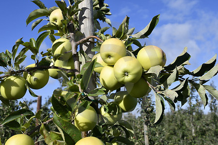 Spalierobst Apfelsorte Golden Delicious