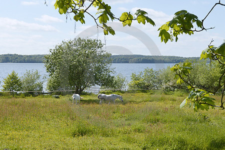 Pferdekoppel am Plöner See