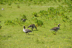 Gänse auf einer Wiese