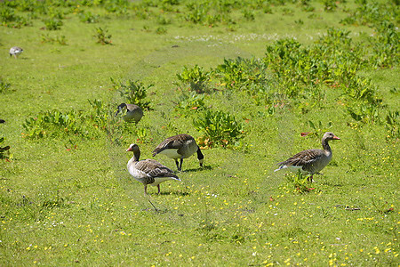 Gänse auf einer Wiese
