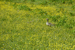 Graugans in Blumenwiese