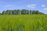 Landschaft bei Bosau