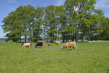 Landschaft bei Bosau