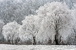 Weiden im Raureif