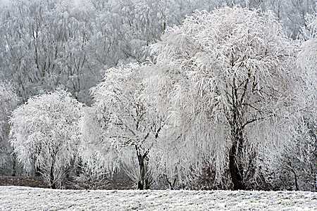 Weiden im Raureif