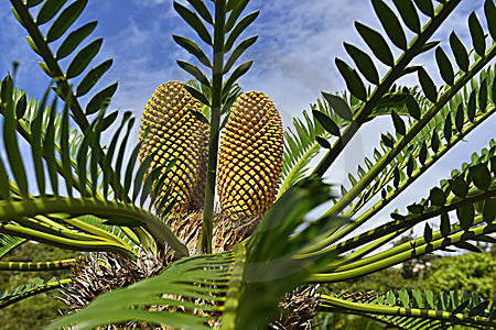 Brotpalmfarn