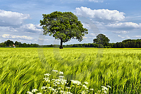 Eichen im Gerstenfeld