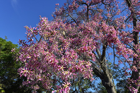 Florettseidenbaum