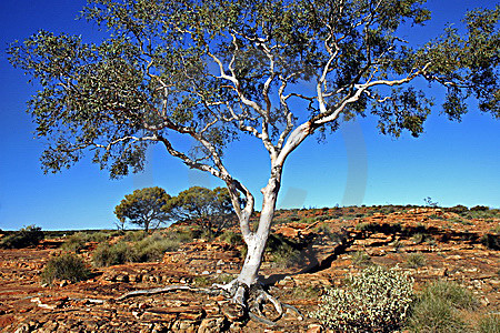 Geister-Eukalyptus im Kings Canyon, Australien