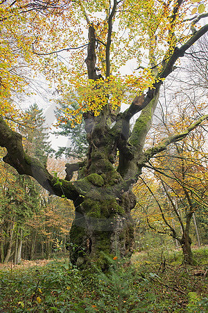 Knorrige Hude-Buche im Emsland