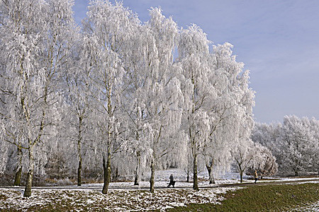 Birken im Raureif