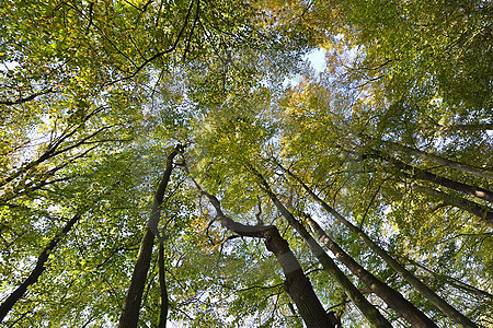 Herbstlicher Buchenwald