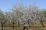 Mandelblüte auf Mallorca