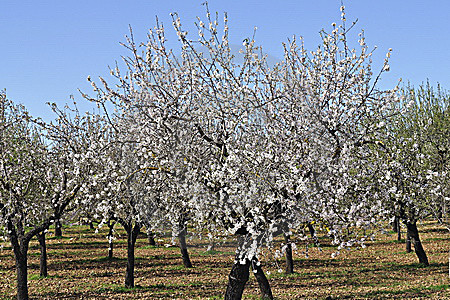 Mandelblüte auf Mallorca