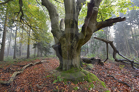 Hude-Buche im Emsland