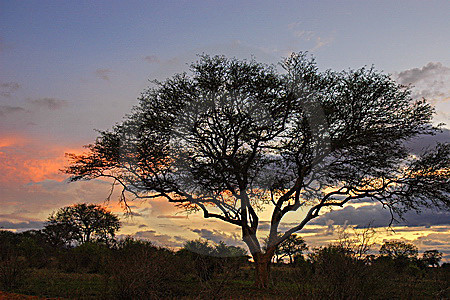 Abendstimmung im Nationalpark Tsavo Ost, Kenia